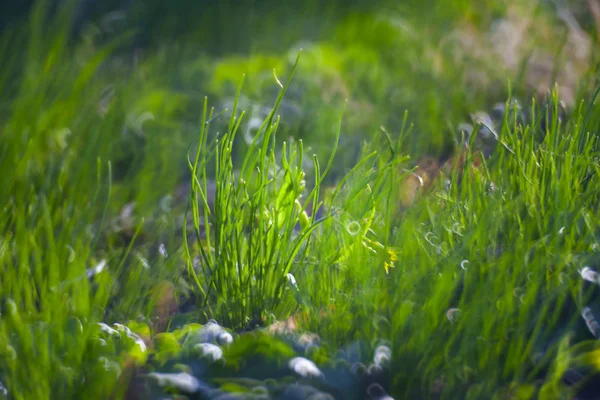밝은 햇빛 녹색 여름 잔디 풀밭 클로즈업입니다. 써니 S — 스톡 사진