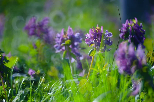 Fleur violette en herbe verte d'été prairie Gros plan avec lumineux — Photo