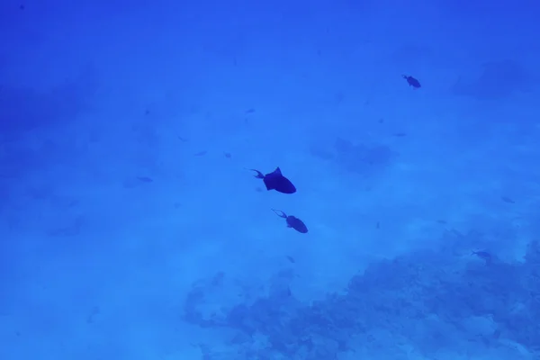 Vie sous-marine de la mer Rouge,, - poissons et charbons, Egypte — Photo