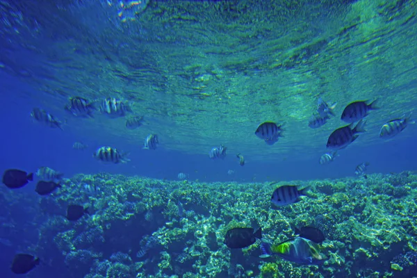 Onderwater leven van de rode zee,, - vissen en carals, Egypte — Stockfoto