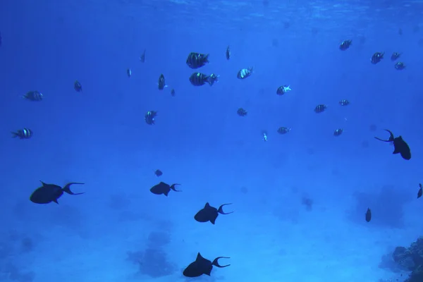 Vie sous-marine de la mer Rouge,, - poissons et charbons, Egypte — Photo