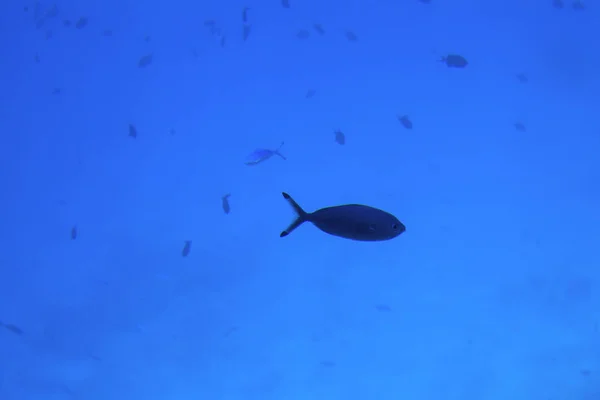 Podwodne życie morze czerwone,, - ryby i carals, Egipt — Zdjęcie stockowe
