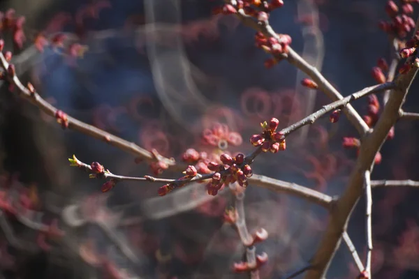 Albero fiorito coperto di fiori, boccioli, boccioli e foglie — Foto Stock