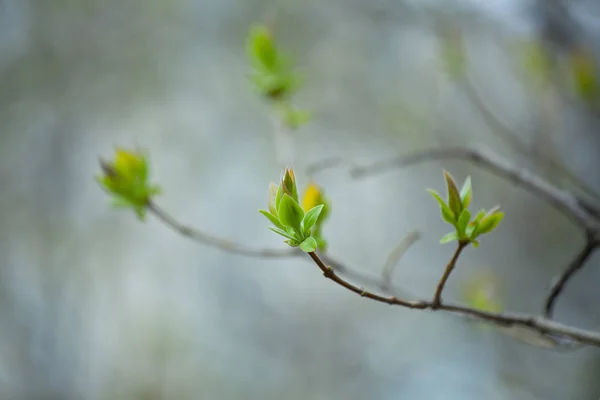 İlk Bahar yumuşak yaprakları, tomurcukları ve makro backgrou dalları — Stok fotoğraf
