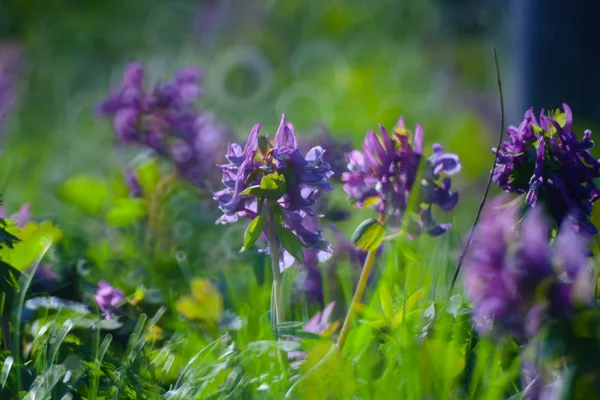 Fleur violette en herbe verte d'été prairie Gros plan avec lumineux — Photo