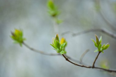 İlk Bahar yumuşak yaprakları, tomurcukları ve makro backgrou dalları