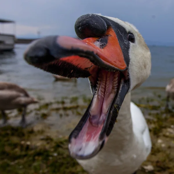 Cisne cerca del lago Ohrid, Makedonia — Foto de Stock