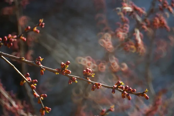 Árvore de floração coberta de flores, botões, botões e folhas — Fotografia de Stock