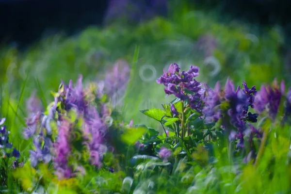 Violett blomma i grön sommar gräs äng närbild med ljusa — Stockfoto