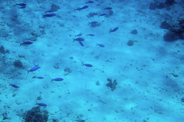 Vita subacquea del Mar Rosso,, - pesci e caralli, Egitto — Foto Stock