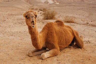 Deve İsrail, Negev Çölü'nde