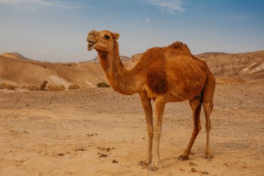 Deve İsrail, Negev Çölü'nde