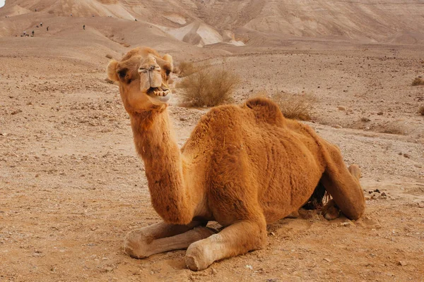 Верблюда у пустелі Ізраїлю, регіоні Negev — стокове фото