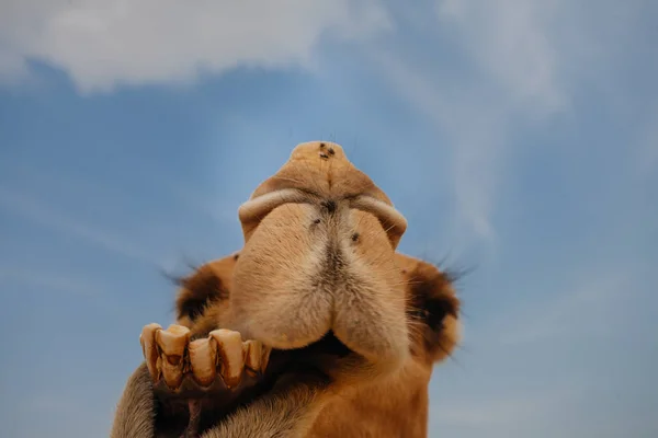 Верблюда у пустелі Ізраїлю, смішно крупним планом — стокове фото
