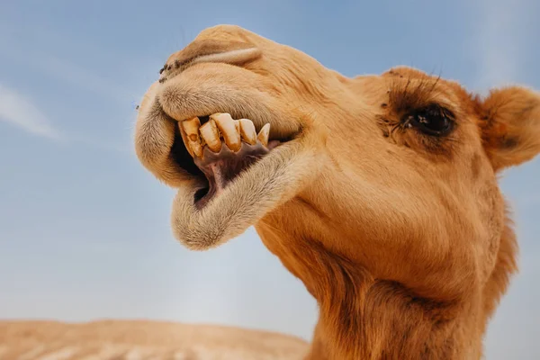 Wielbłąd na izraelskiej pustyni, zabawny zbliżenie — Zdjęcie stockowe