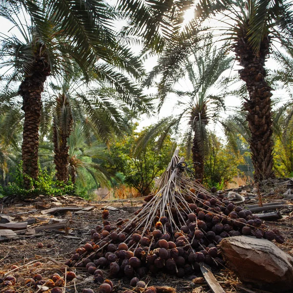 Palmiye Ağaçları Ile Lots Tarihleri Srail — Stok fotoğraf