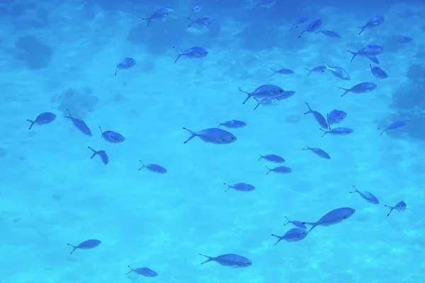 Vie sous-marine de la mer Rouge,, - poissons et charbons, Egypte — Photo