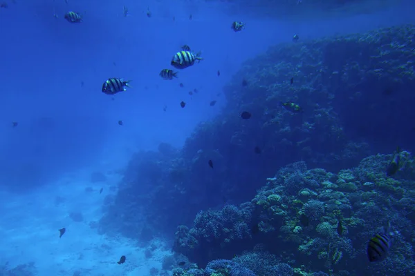 Onderwater leven van de rode zee,, - vissen en carals, Egypte — Stockfoto