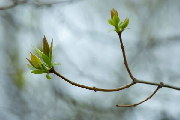 A primeira primavera folhas suaves, botões e ramos macro backgrou — Fotografia de Stock