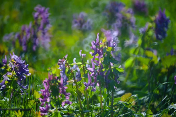 Violette Blume in grüner Sommergraswiese in Nahaufnahme mit leuchtenden — Stockfoto