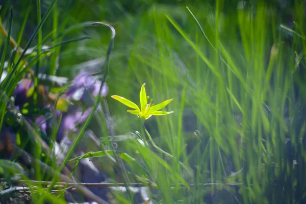 Žlutý květ v zelené letní trávy louky Close-Up s jasným — Stock fotografie