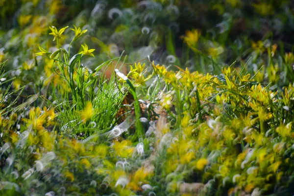 Flores amarillas en Green Summer Grass Meadow Primer plano con brillante —  Fotos de Stock