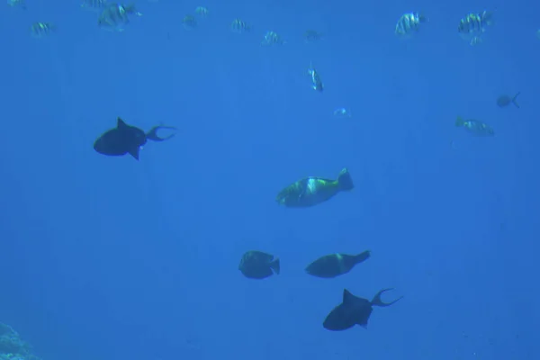 Underwater life of the Red Sea,, -   fishes and carals, Egypt — Stock Photo, Image