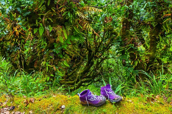 Violette Trekkingschuhe in der Natur. Nepal — Stockfoto