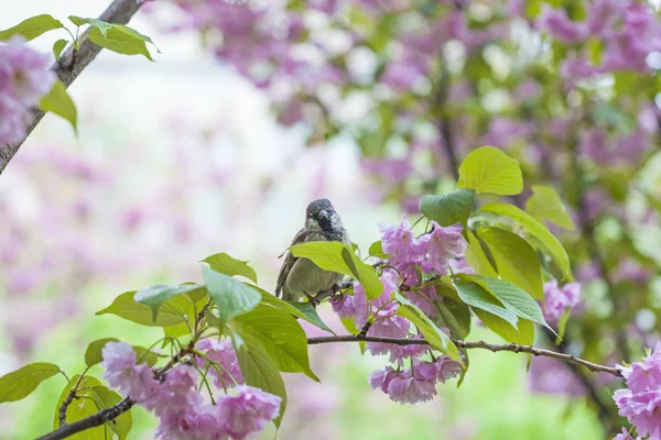 Vrabec Sedí Kvetoucí Třešni Sakura Strom — Stock fotografie