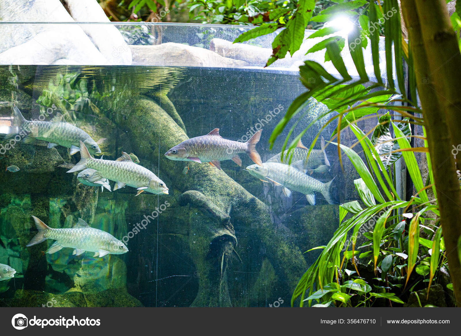 Grande Aquário Oceanarium Ilha Langkawi Malásia fotos, imagens de