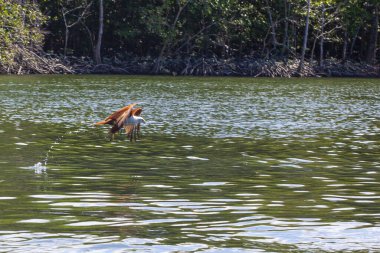 Malezya 'nın Langkawi adasındaki Mangrove ormanının yakınında beslenen kartallar