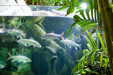 Langkawi Adası, Malezya 'daki Oceanarium' da büyük bir akvaryum