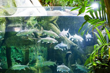 Langkawi Adası, Malezya 'daki Oceanarium' da büyük bir akvaryum