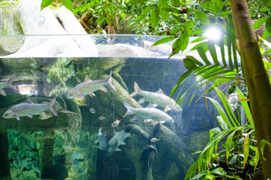 Langkawi Adası, Malezya 'daki Oceanarium' da büyük bir akvaryum