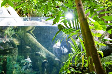 Langkawi Adası, Malezya 'daki Oceanarium' da büyük bir akvaryum