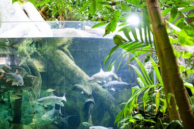 Langkawi Adası, Malezya 'daki Oceanarium' da büyük bir akvaryum