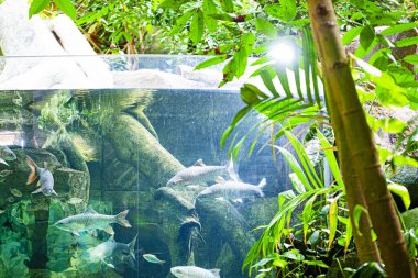 Langkawi Adası, Malezya 'daki Oceanarium' da büyük bir akvaryum