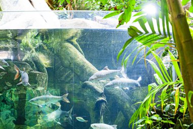 Langkawi Adası, Malezya 'daki Oceanarium' da büyük bir akvaryum