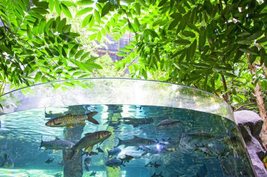 Langkawi Adası, Malezya 'daki Oceanarium' da büyük bir akvaryum