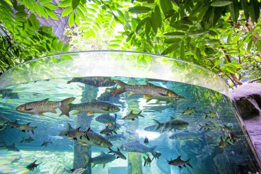 Langkawi Adası, Malezya 'daki Oceanarium' da büyük bir akvaryum