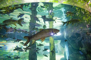 Langkawi Adası, Malezya 'daki Oceanarium' da büyük bir akvaryum