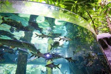 Langkawi Adası, Malezya 'daki Oceanarium' da büyük bir akvaryum