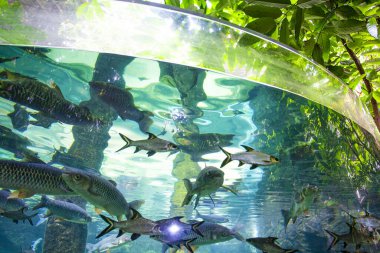 Langkawi Adası, Malezya 'daki Oceanarium' da büyük bir akvaryum