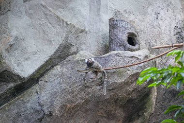 Langkawi Okyanusu, Malezya 'da ortak marmoset