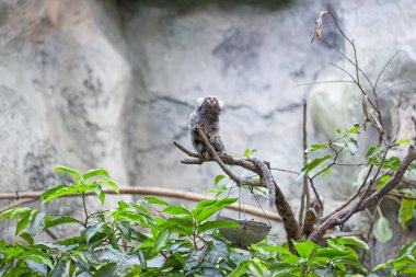 Langkawi Okyanusu, Malezya 'da ortak marmoset