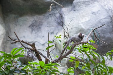 Langkawi Okyanusu, Malezya 'da ortak marmoset