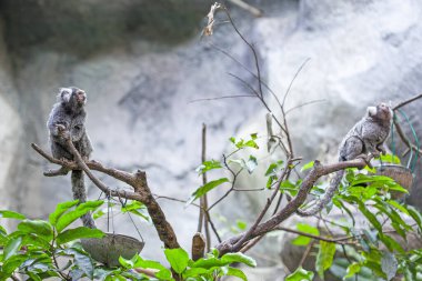 Langkawi Okyanusu, Malezya 'da ortak marmoset