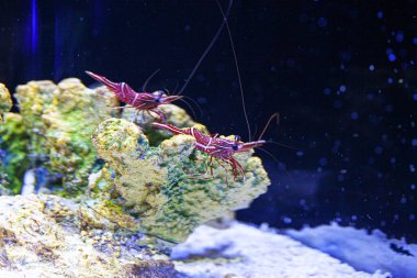 Akvaryumda mavi zemin üzerinde küçük yengeçler ve mercanlar