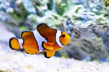 Akvaryumdaki parlak turuncu palyaço balığı