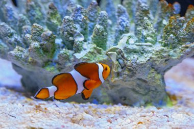Akvaryumdaki parlak turuncu palyaço balığı